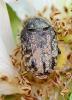 Oxythyrea funesta